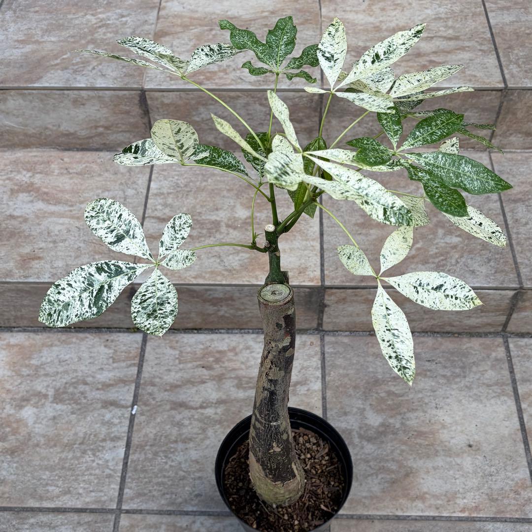 【大特価】パキラ　ミルキーウェイ　約5号鉢　No.003　鉢、送料込　メルカリ便