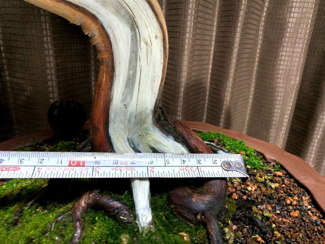 【樹高 53㎝　真柏盆栽】　　　　⭕SNCF 様…専用❗