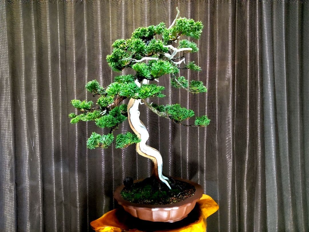 【樹高 53㎝　真柏盆栽】　　　　⭕SNCF 様…専用❗