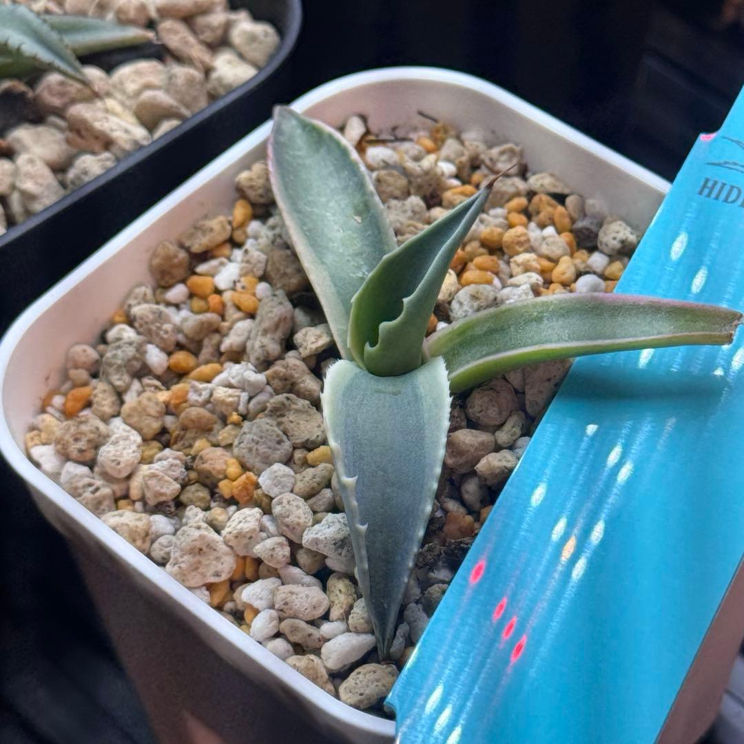 アガベ モビー ovatifolia Moby TC オバティフォリア 発根済み