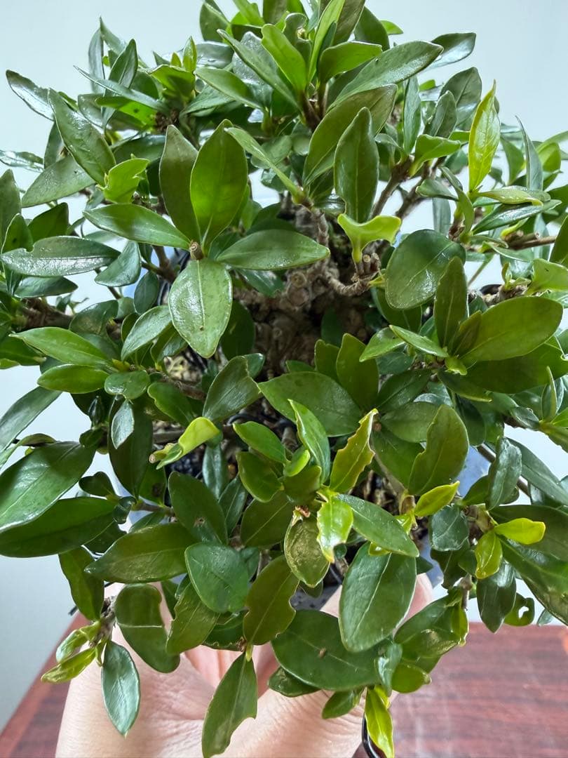 【ガチ盆栽】クチナシ　ミニサイズ　小品盆栽　太幹