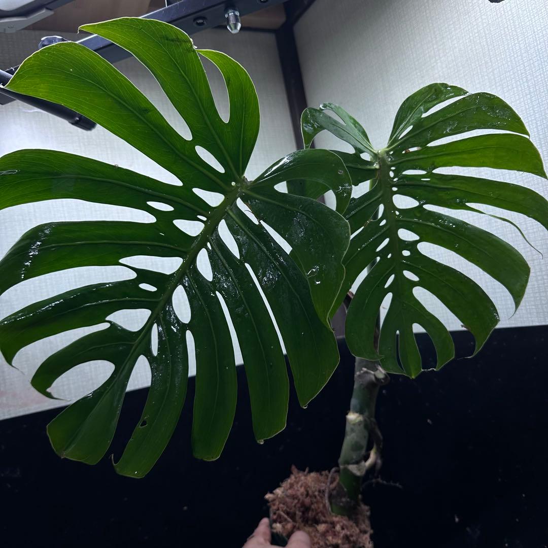 ゆ*う様 モンステラデリシオーサマクロコズム超希少系統鉢植え63㎝