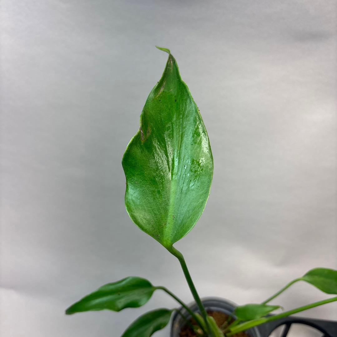 S*T様 5株セットms36モンステラ バールマルクスフレーム