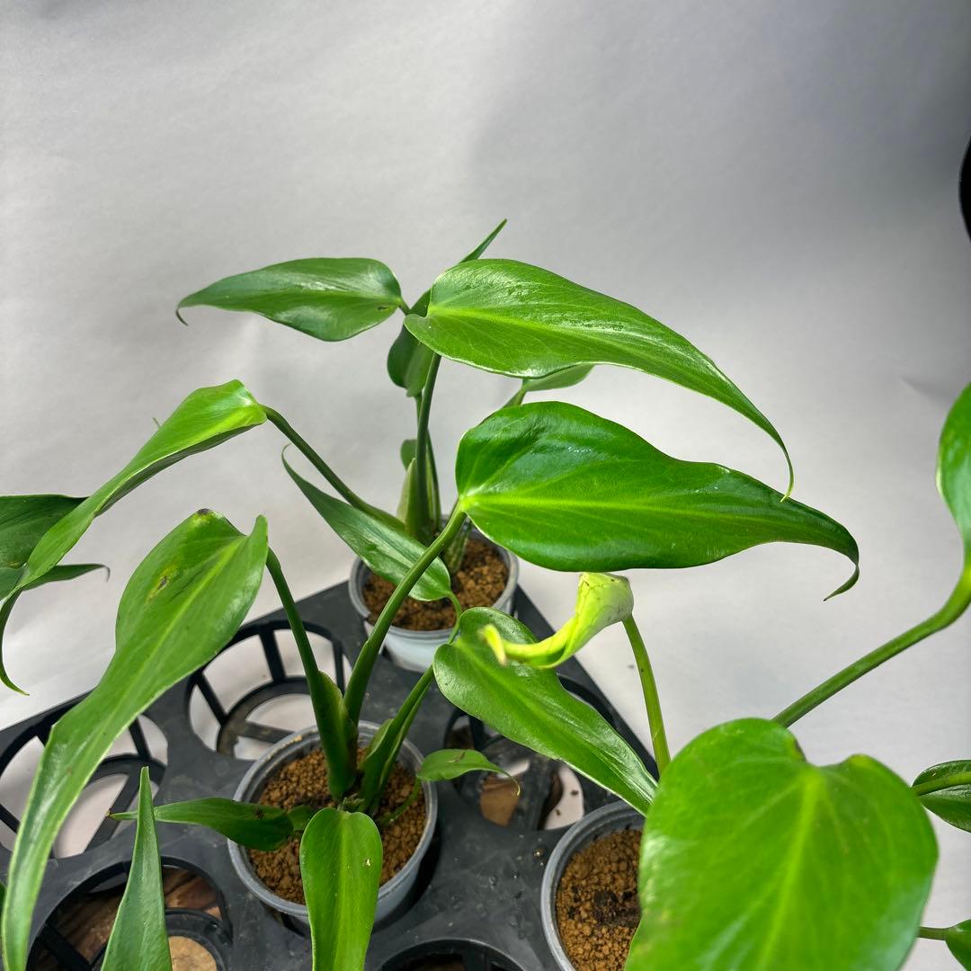 S*T様 5株セットms36モンステラ バールマルクスフレーム