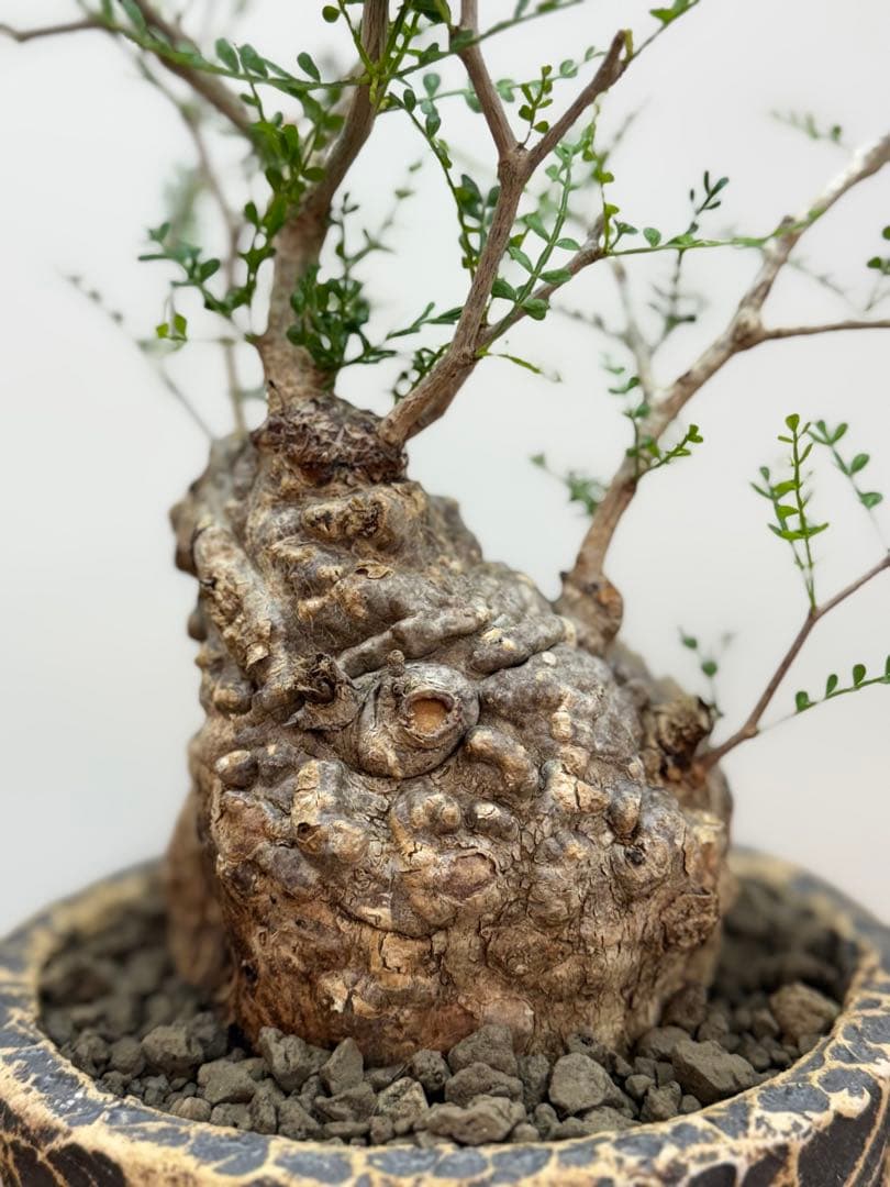 出品終了SALE。丸パキプス【発根済】【ボコ肌】【信楽焼】【作家鉢】