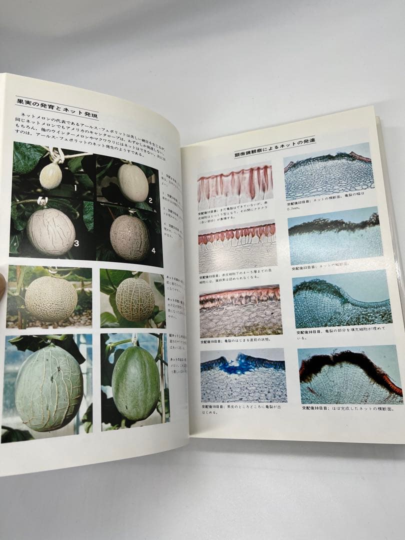野菜園芸大百科 (4) 第2版　メロン