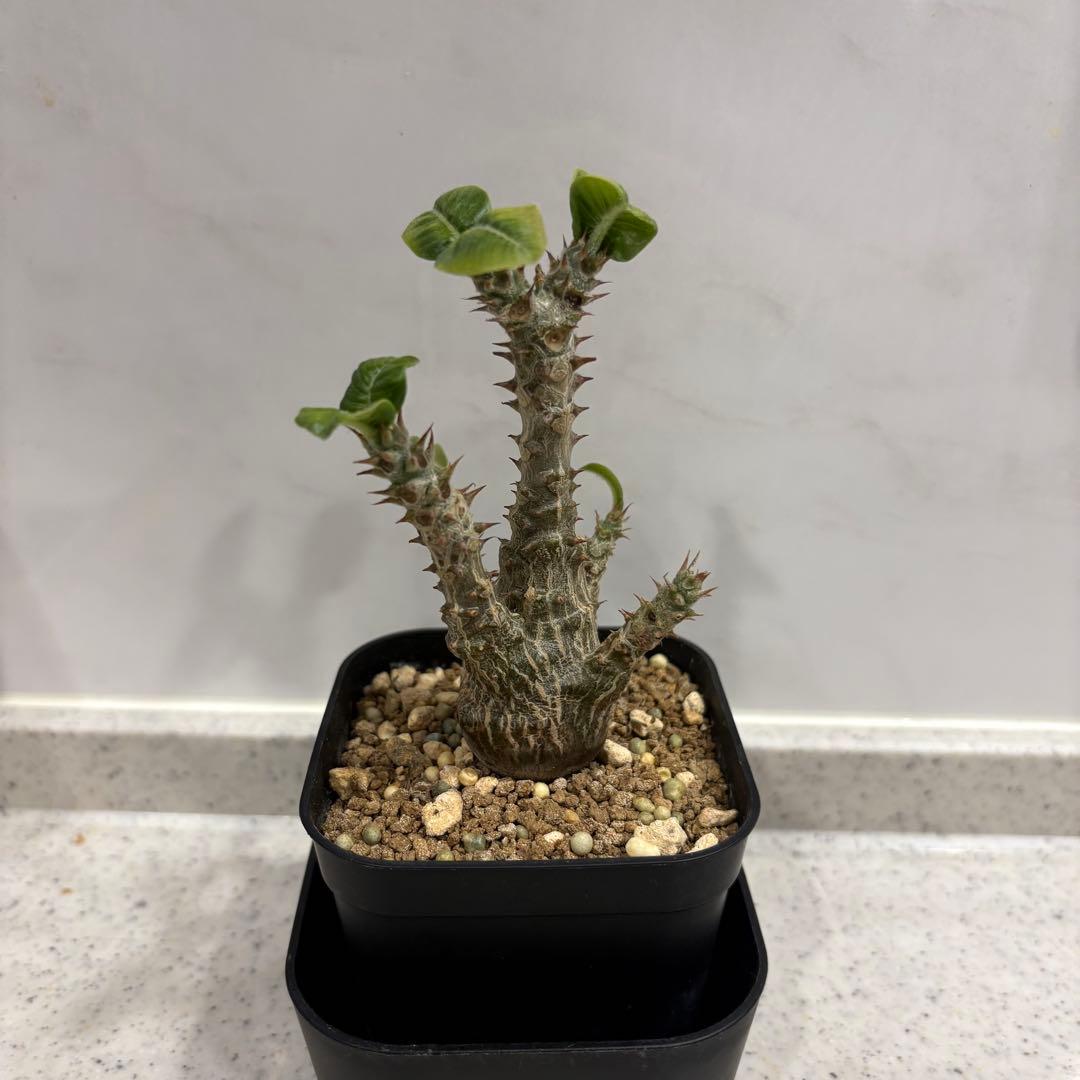 13 パキポディウム ウィンゾリー 実生 国内繁殖個体