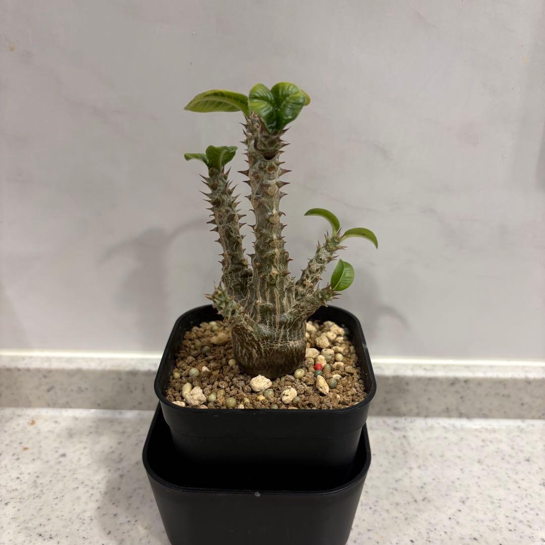 13 パキポディウム ウィンゾリー 実生 国内繁殖個体