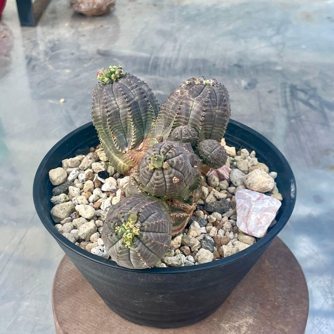 コレクション株　綴化株　群頭　モンスト　メス　オベサ(検索　ホリダ　バリダ