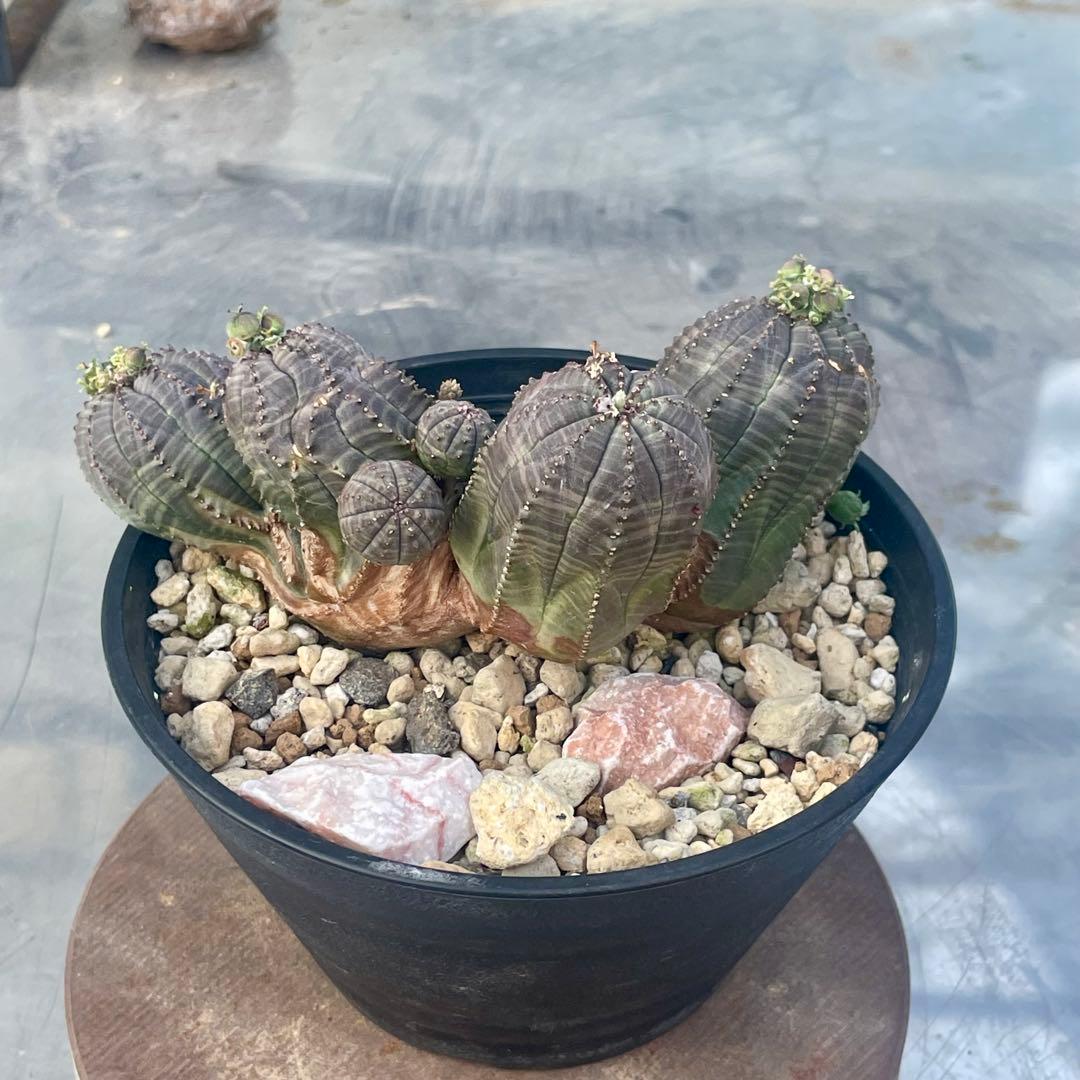 コレクション株　綴化株　群頭　モンスト　メス　オベサ(検索　ホリダ　バリダ