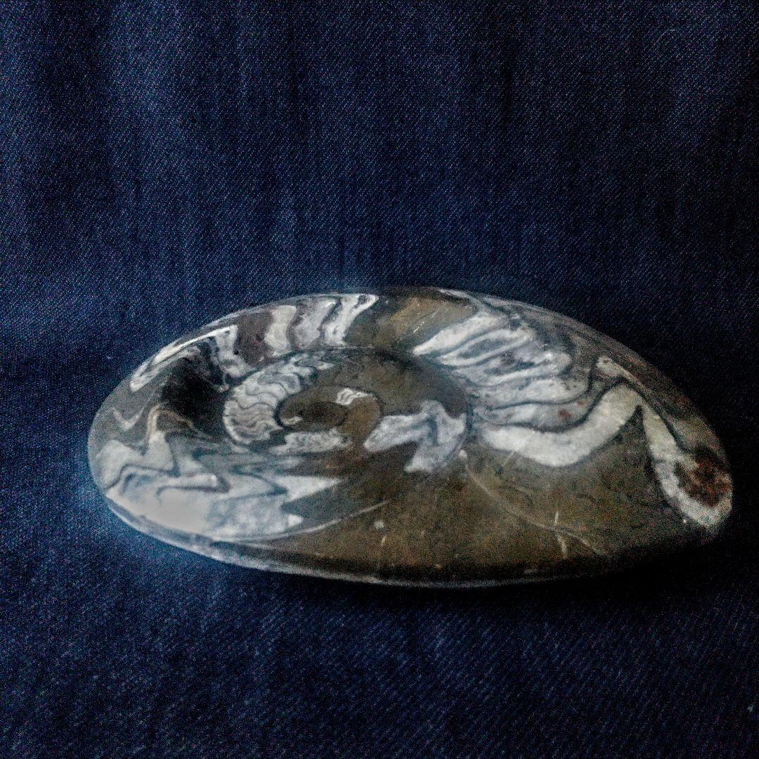【アンモナイトの祖先】ゴニアタイト 古生代 化石 標本 水晶化 大判 １５cm