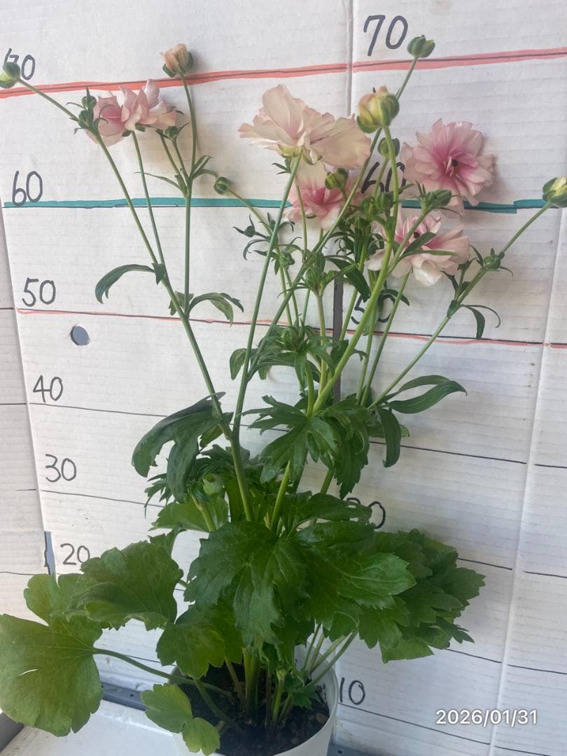 NEO　　ラナンキュラス ラックス 　6鉢