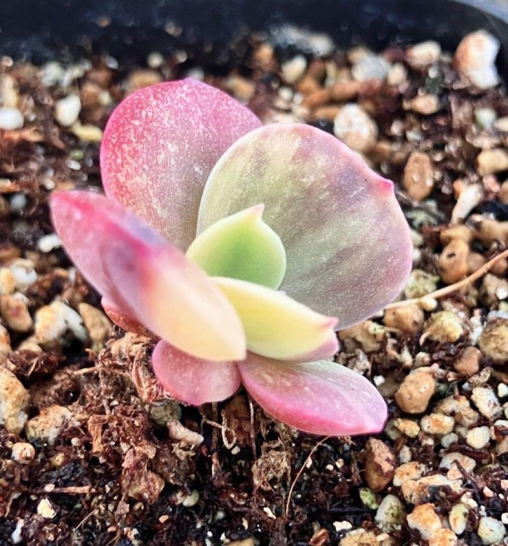 多肉植物　摘芯株　ブルーメタル錦　抜き苗