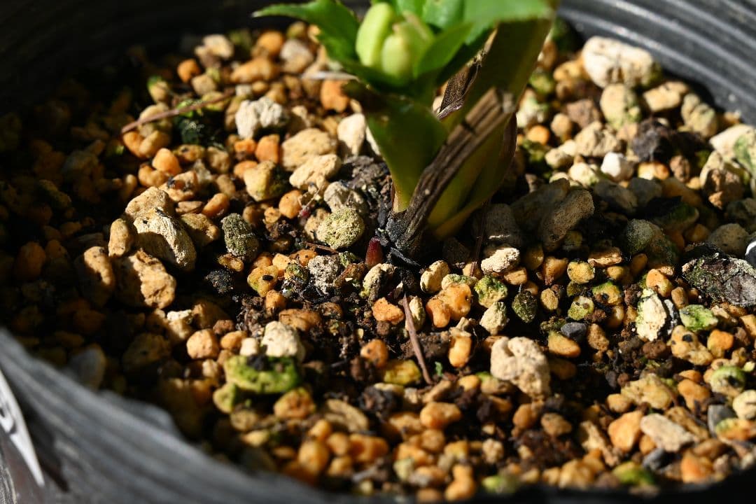 クリスマスローズ　ddグリーンリップピコティ　加藤農園