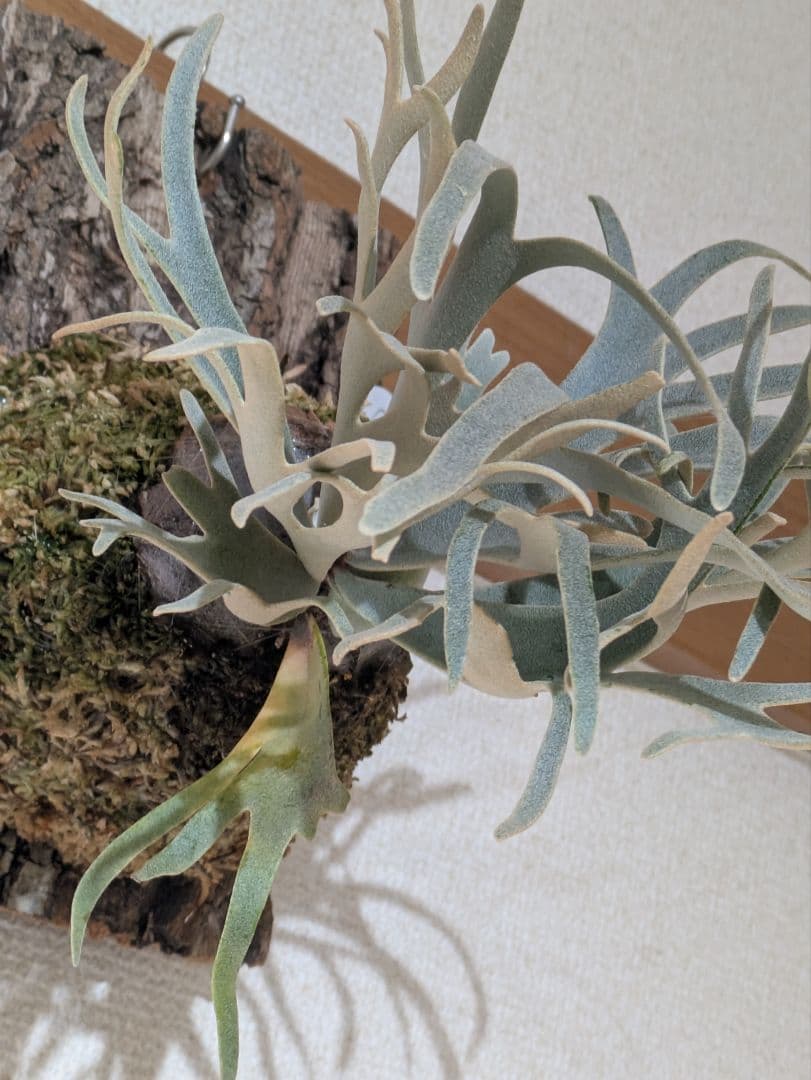 ビカクシダ P.willinckii Blue Queen Dwarf select