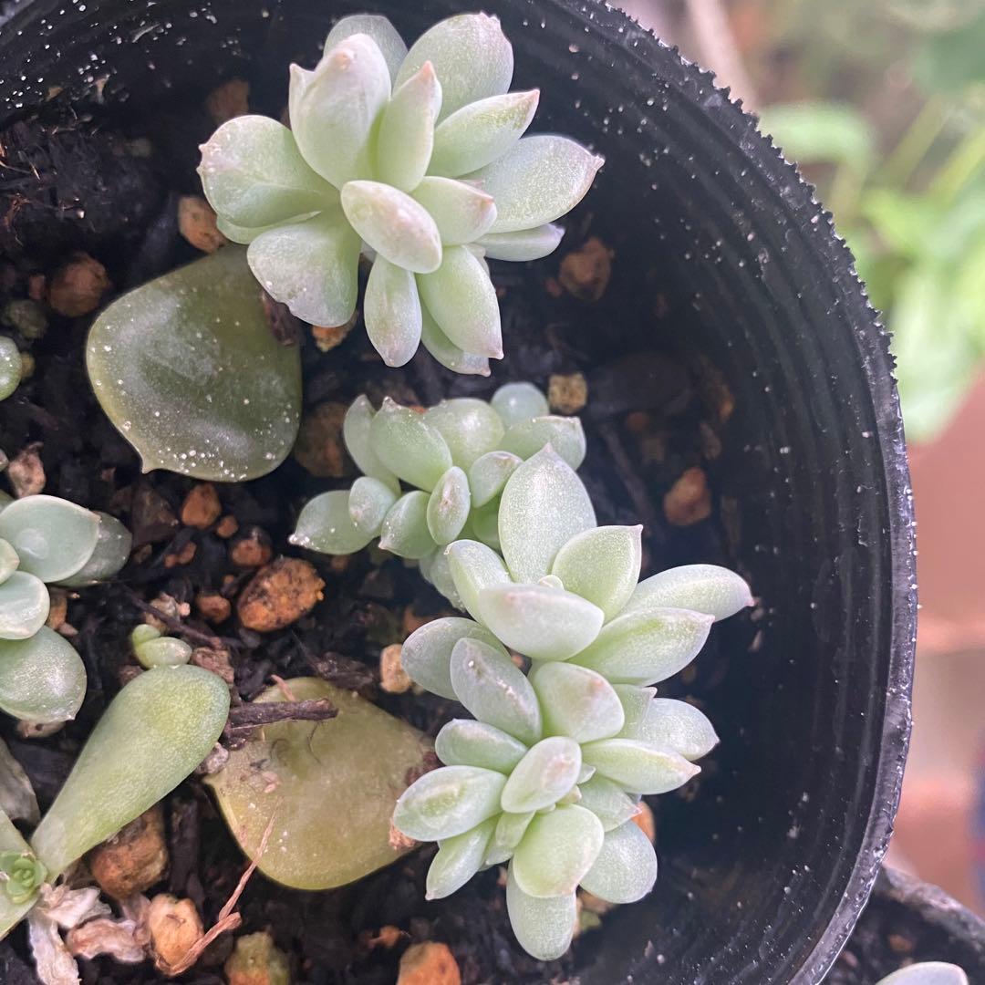 多肉植物　白牡丹　葉挿し抜き苗２つ