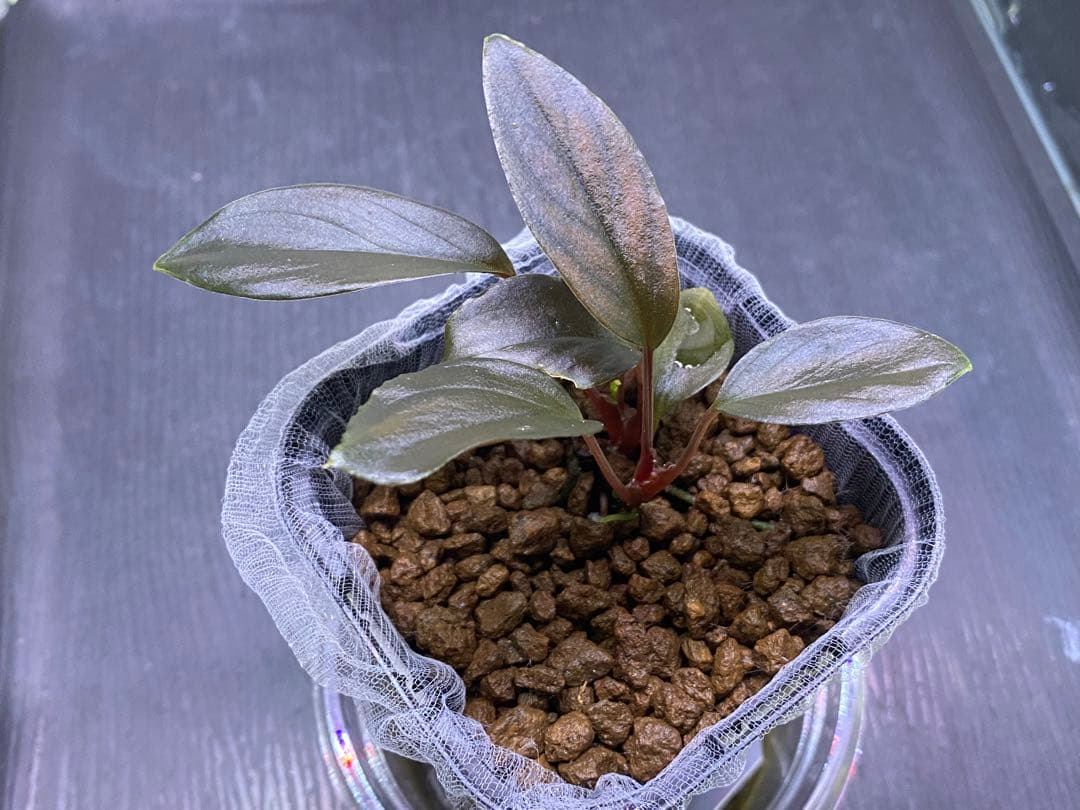 松Homalomena sp.\"Black Velvet\" [KN便]など