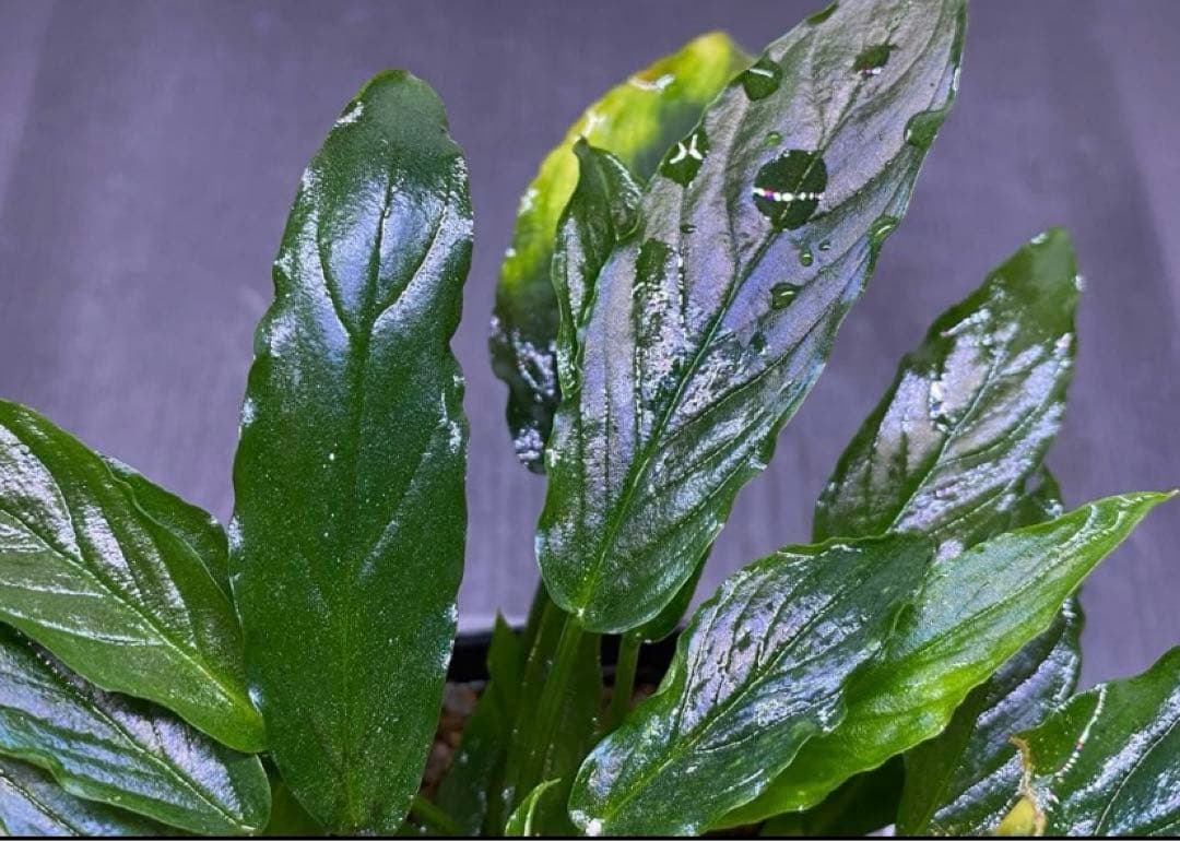 松Homalomena sp.\"Black Velvet\" [KN便]など