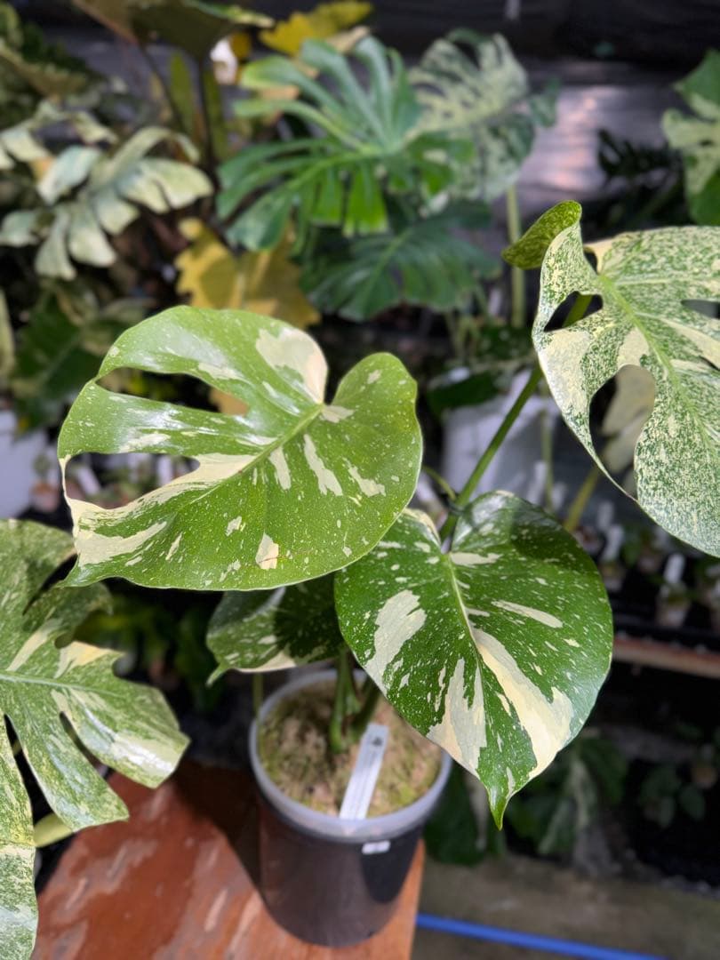 k*u様 2モンステラ　タイコンステレーション　スターライト