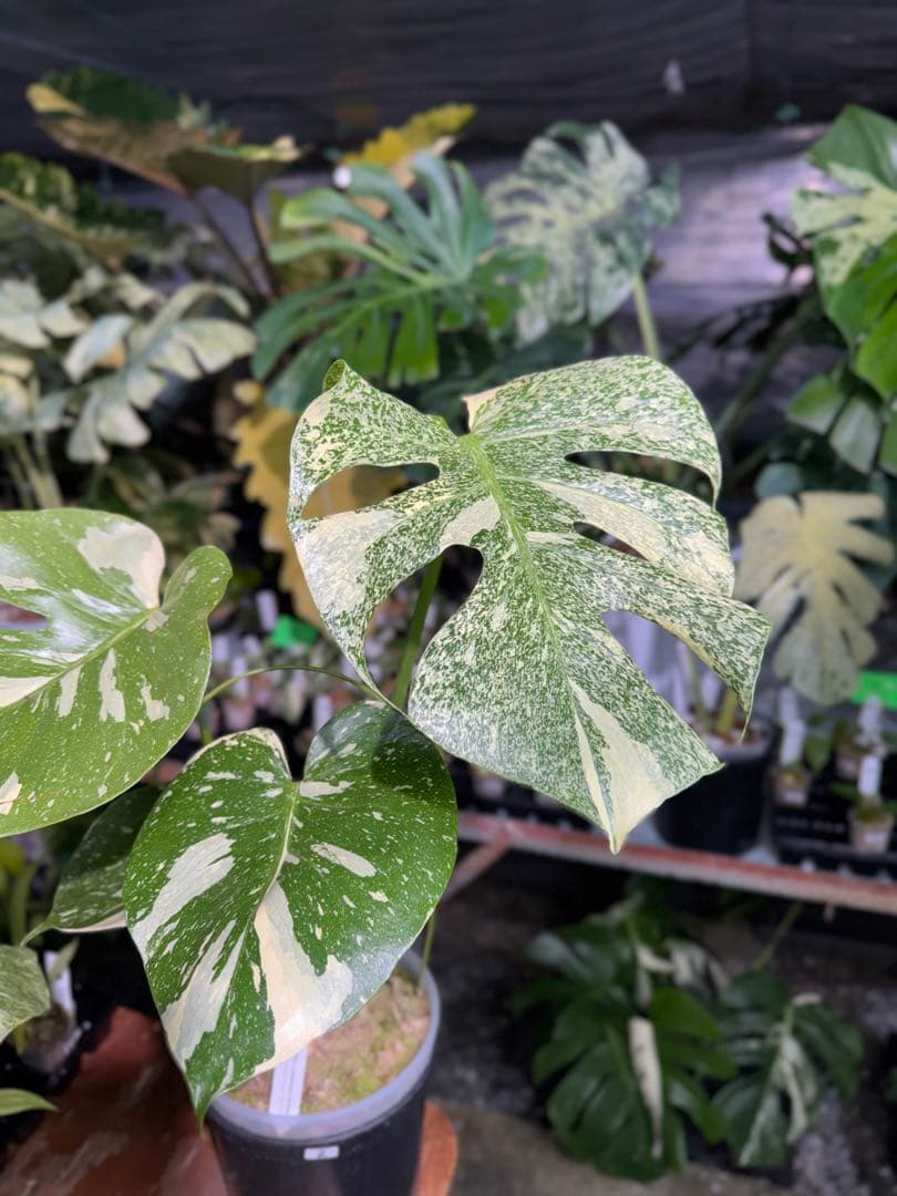 k*u様 2モンステラ　タイコンステレーション　スターライト