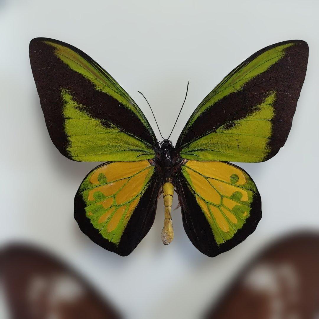 ゴライアストリバネアゲハ　セラム産　面積最大の蝶