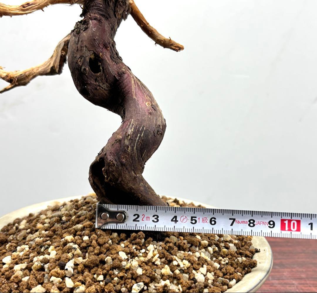 ト*ゲ様 【サービス☆オークション】真柏盆栽