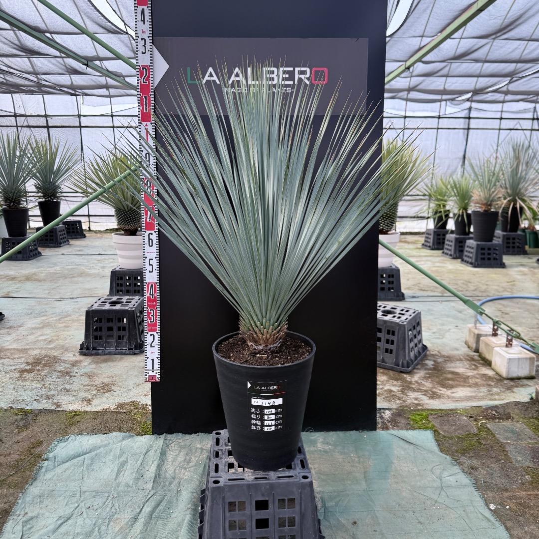 【AL1148】ユッカ　ロストラータ　ランチョブルー　数量限定