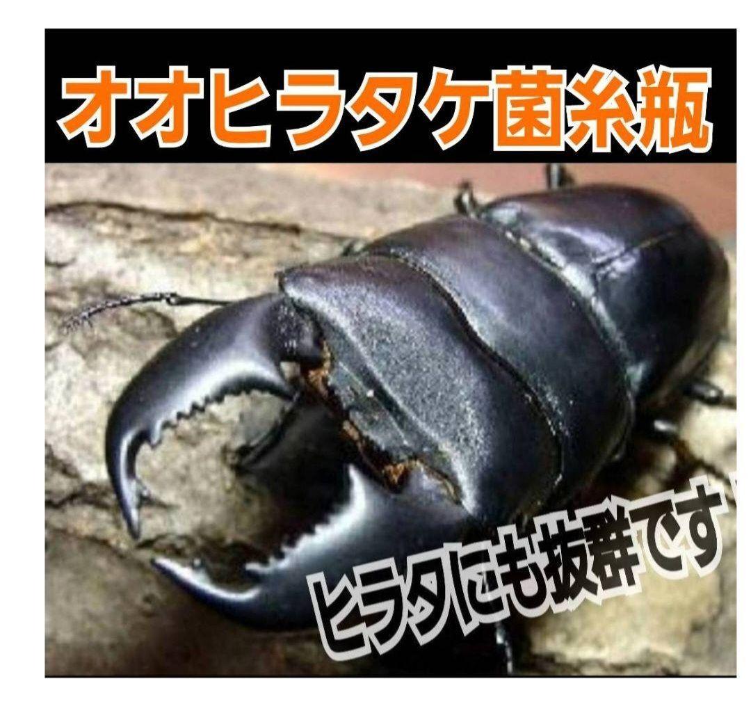 ヒマラヤひらたけ菌糸カップ【50個セット】初令、2令幼虫専用栄養添配合！