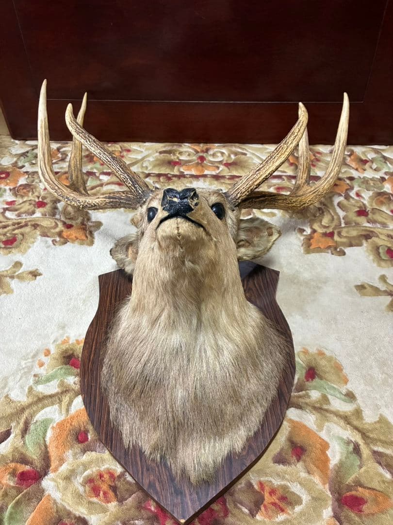 鹿　剥製　壁飾り