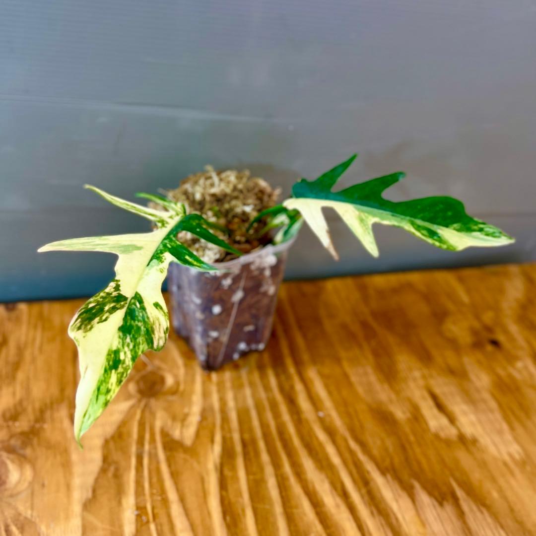 フィロデンドロン　フロリダビューティ × トータム　斑入り　ボトムカット　激安