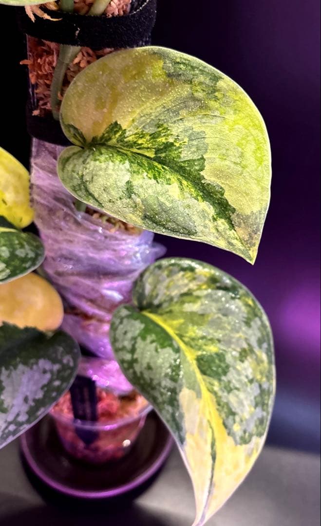 スキンダプサス・スワーナブミ 斑入り 大株　1