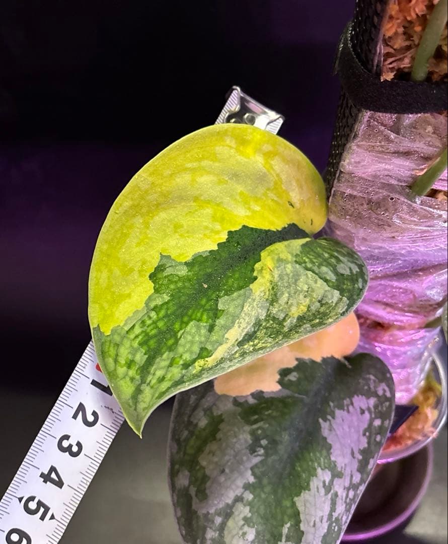 スキンダプサス・スワーナブミ 斑入り 大株　1