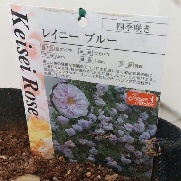 レイニーブルー　4年生　8号鉢 バラの苗木1.3m