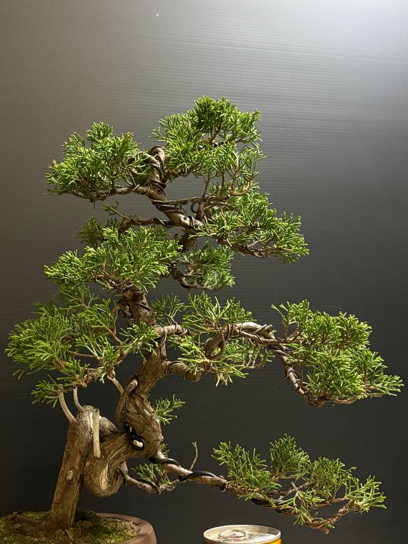 ハ*ウ様 [サービスオークション盆栽]真柏