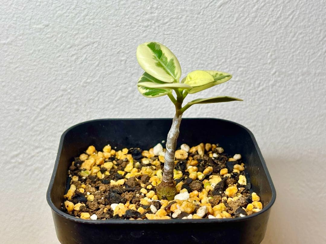 【実生株接木】斑入りパンダガジュマル(値下げ出品中)