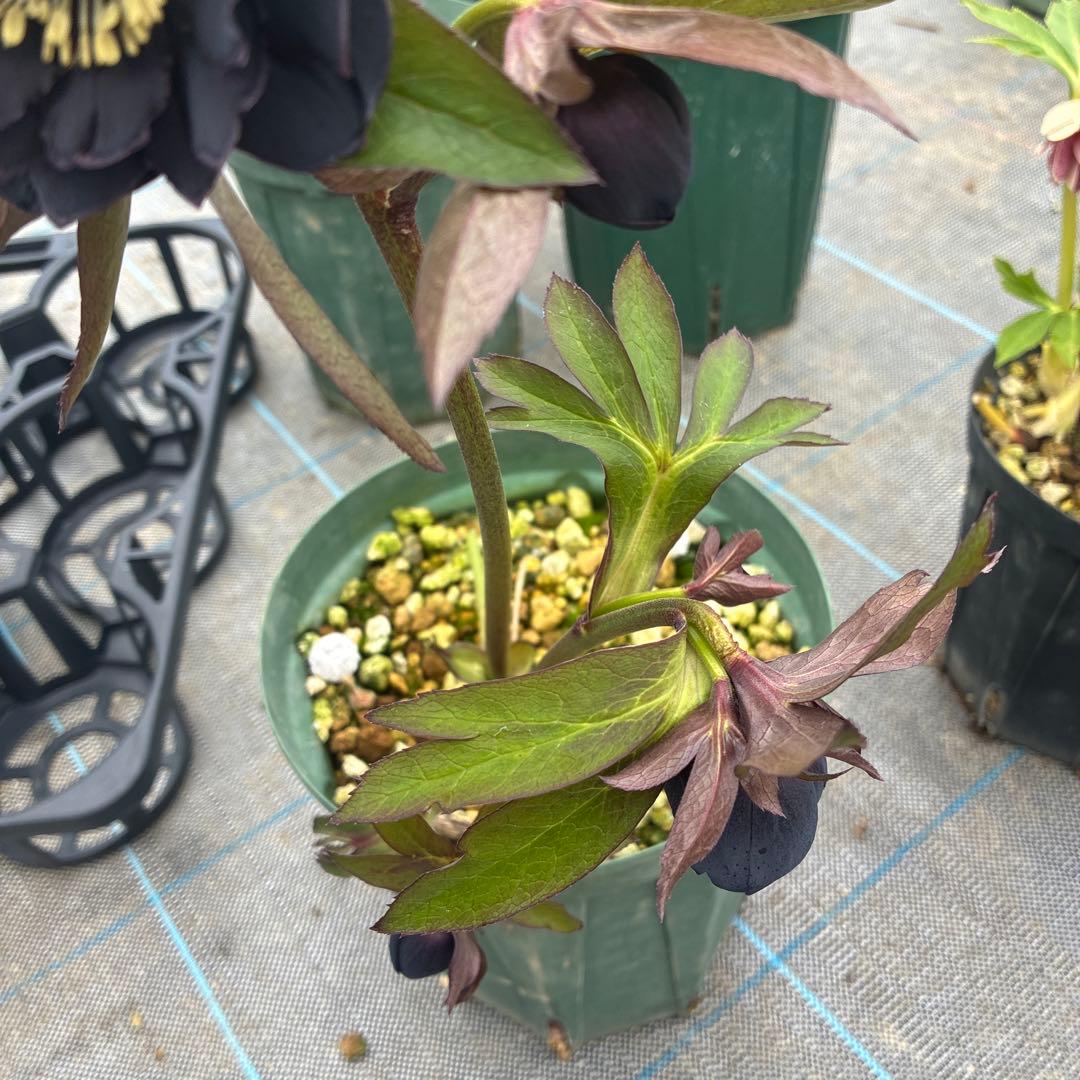 クリスマスローズ　ブラックピコティ　６寸