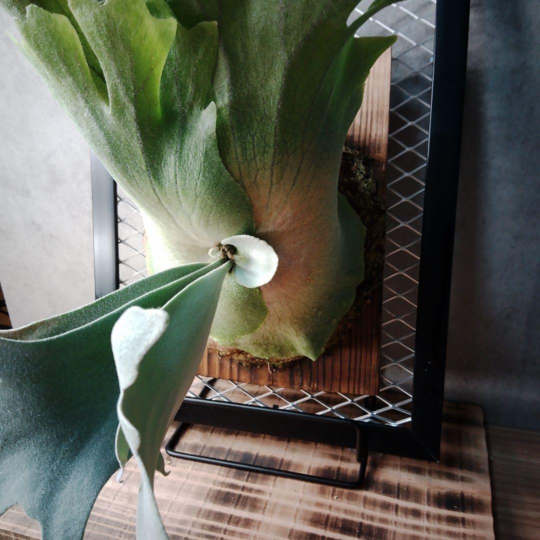 WillinckiiDwarf Tatsuta ドワーフタツタ