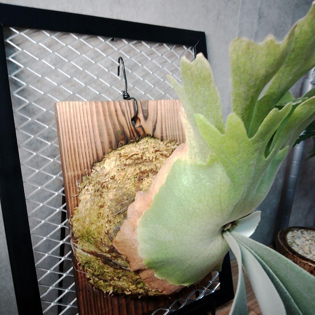 WillinckiiDwarf Tatsuta ドワーフタツタ