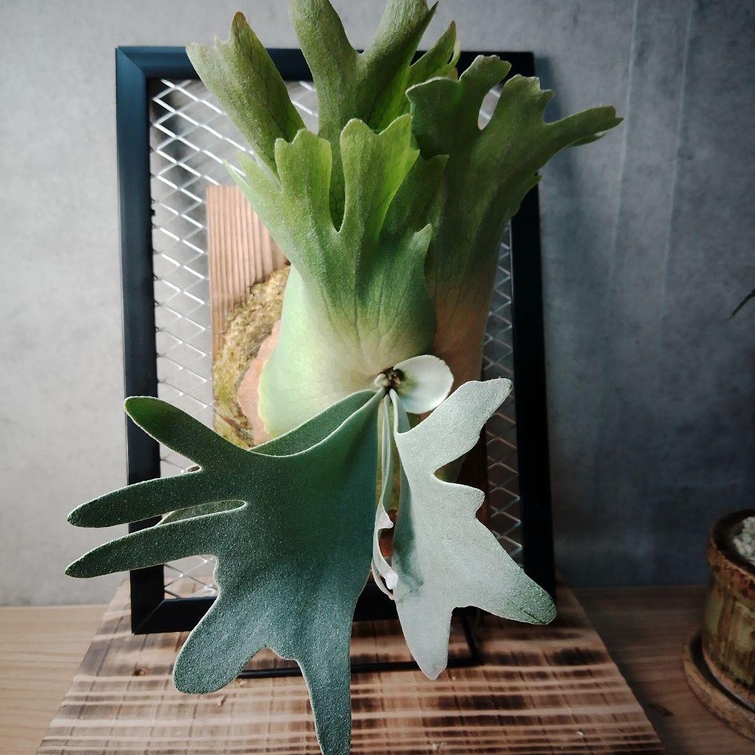 WillinckiiDwarf Tatsuta ドワーフタツタ