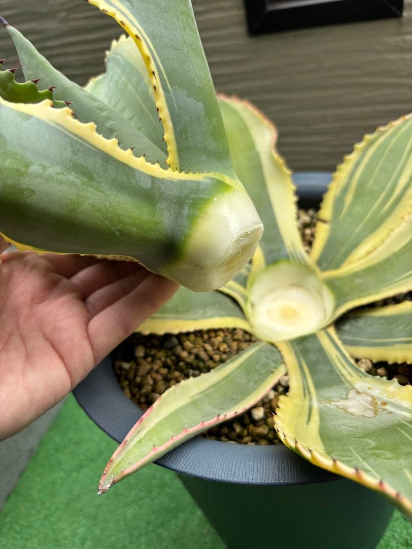 値下げ‼️ アガベ リップルエフェクト　親株