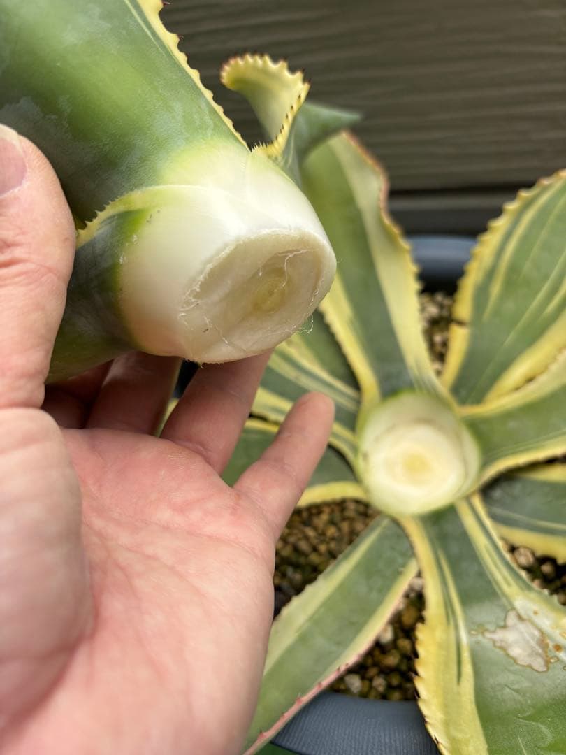 値下げ‼️ アガベ リップルエフェクト　親株