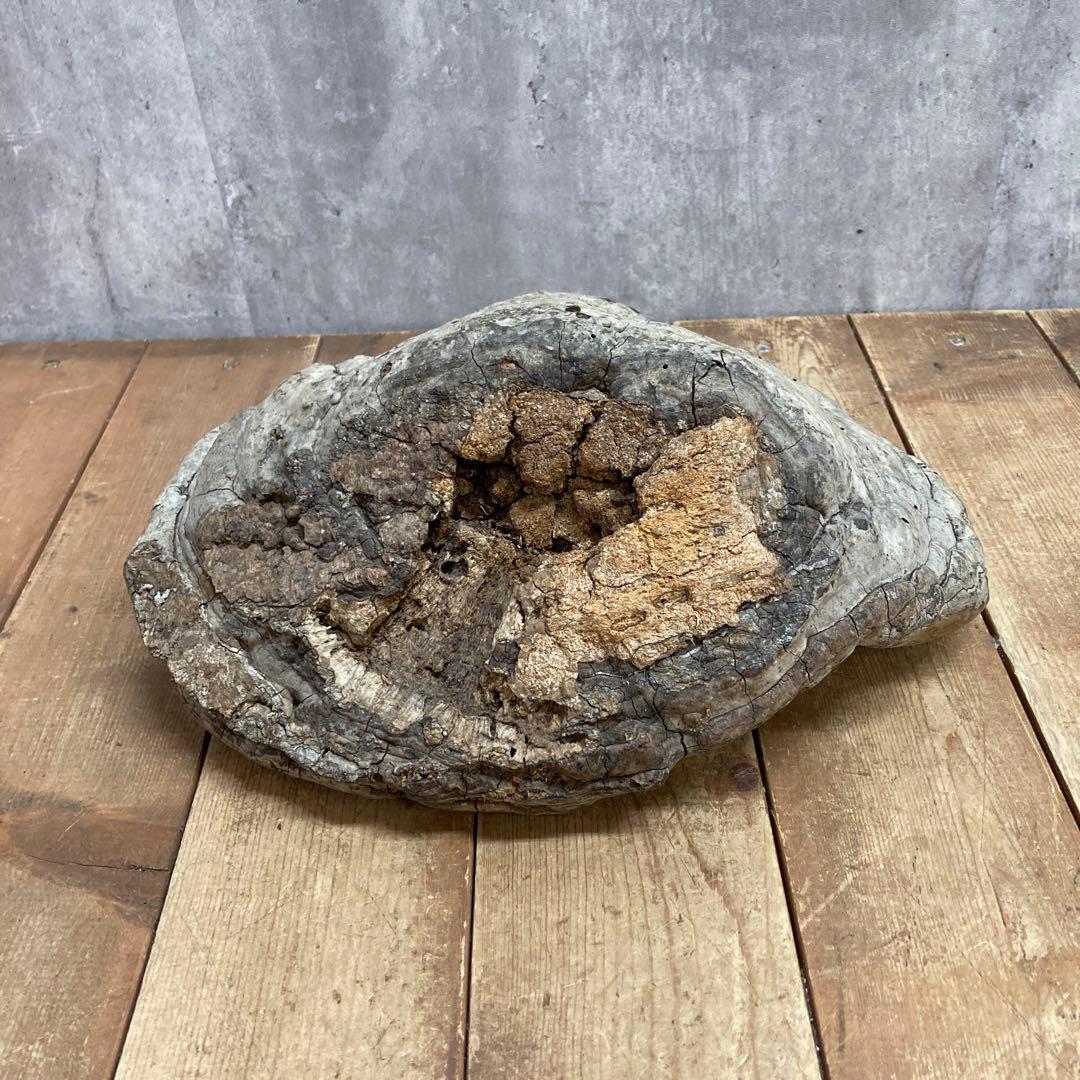 4階 【超特大・希少】天然 サルノコシカケ 霊芝 万年茸 置物 インテリア 骨董