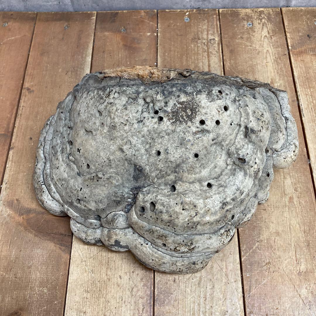 4階 【超特大・希少】天然 サルノコシカケ 霊芝 万年茸 置物 インテリア 骨董