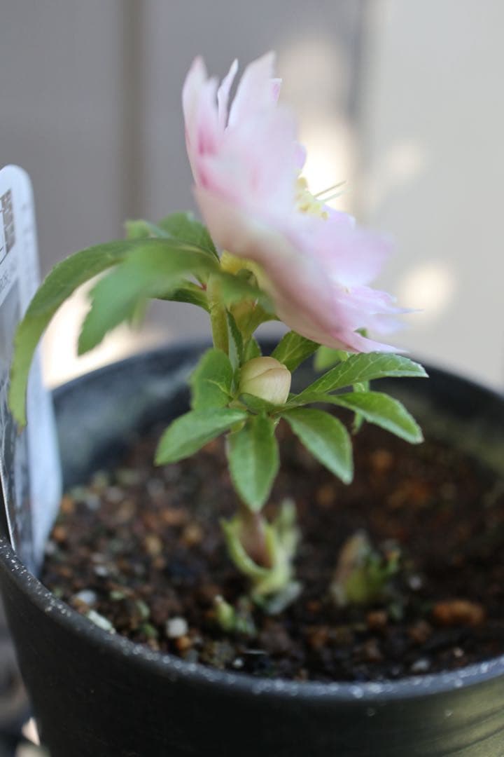 ♡広瀬園芸♡ 淡色ベビーピンク　ソレイユ系