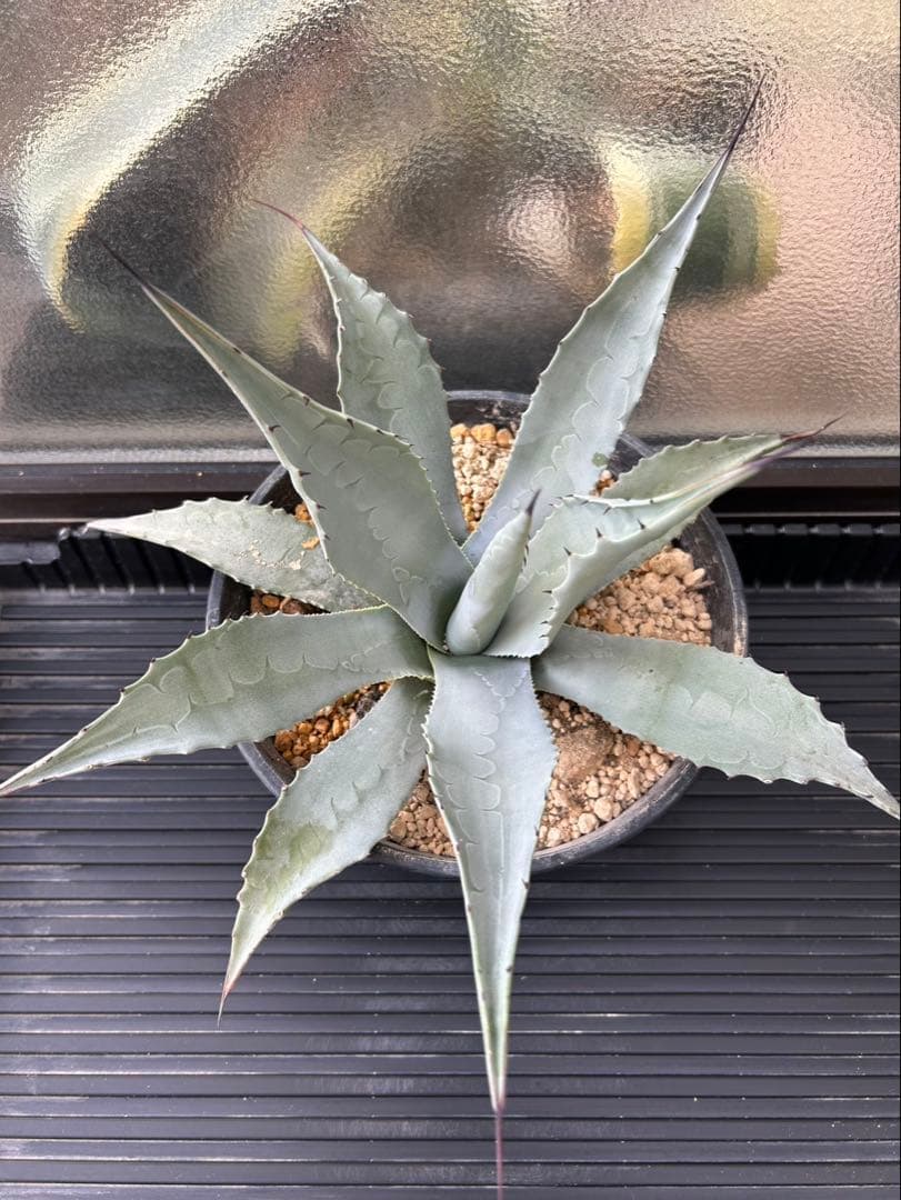 アガベ パリー ネオメキシカーナ F 実生株 約35cm鉢つき