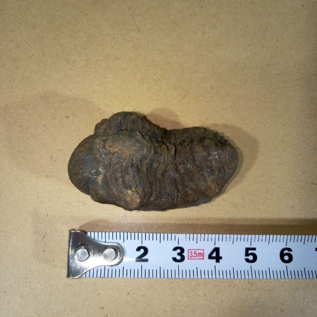 三葉虫　化石　三葉虫化石　究極のレトロ　fossil　ボリビア産　化石管理番号④