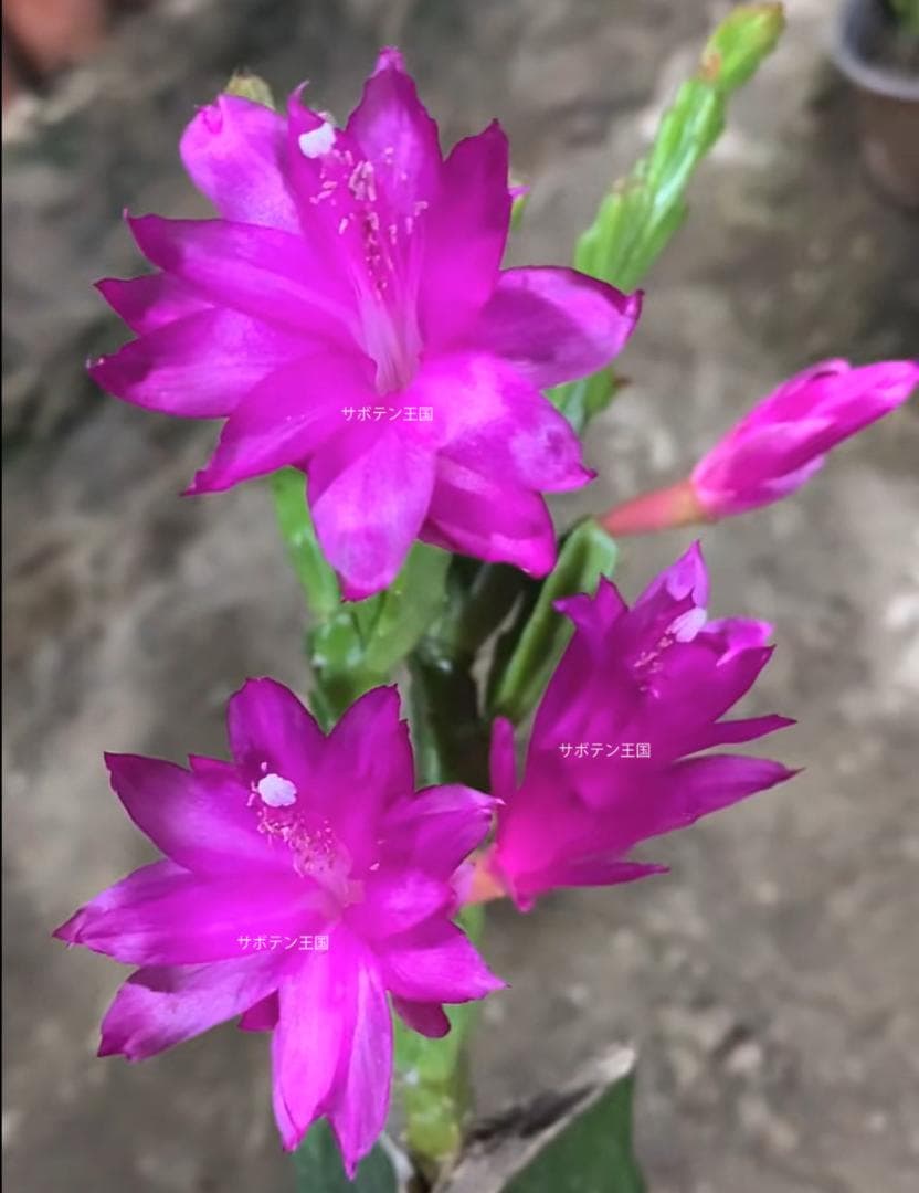 【rikisan】花サボテン（レッド+むらさき）　接木　抜け苗　1426