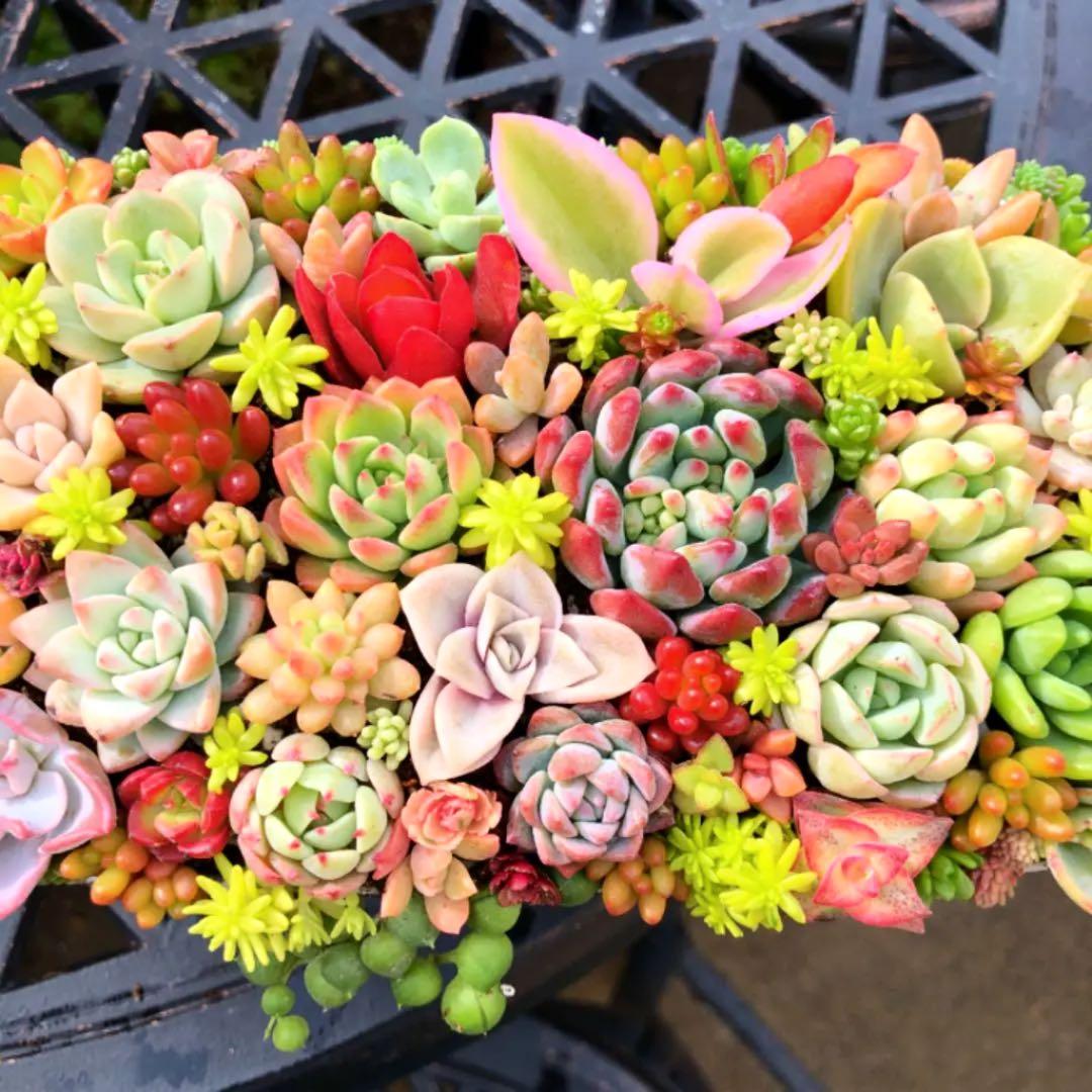 そのまま飾れる多肉植物寄せ植え　特大　管理書付