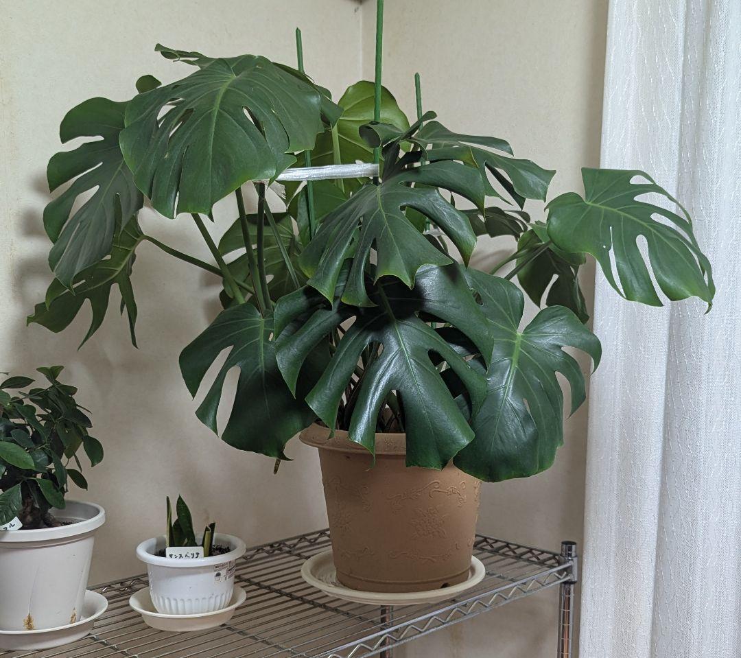モンステラ 植物