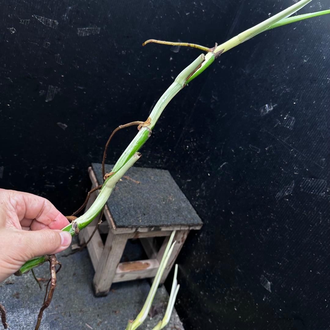 雨*♪様 斑入りモンステラホワイトタイガー大茎5株おまとめ